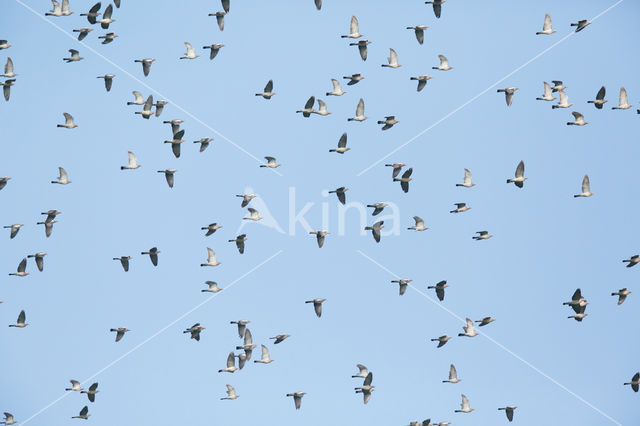 Houtduif (Columba palumbus)