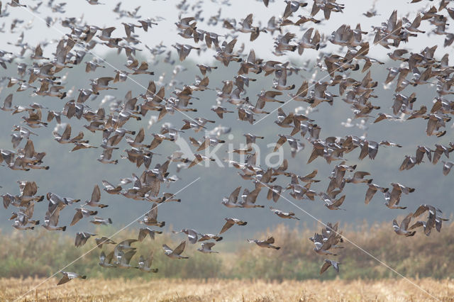 Houtduif (Columba palumbus)