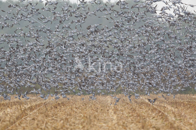 Houtduif (Columba palumbus)