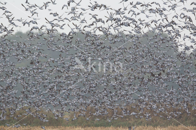 Houtduif (Columba palumbus)