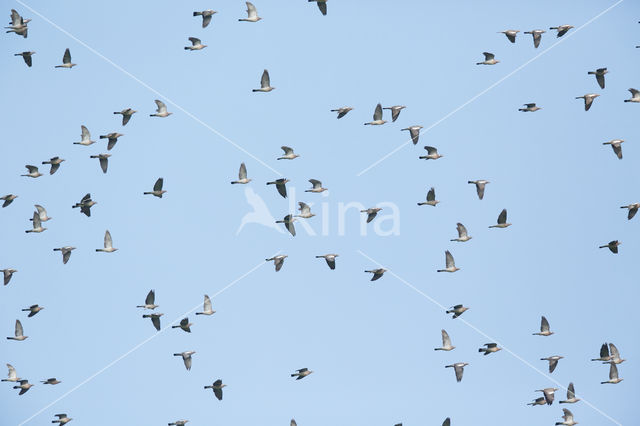 Houtduif (Columba palumbus)