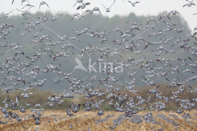 Wood Pigeon