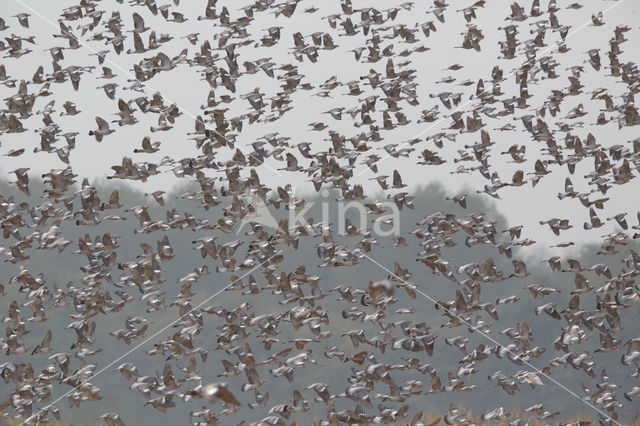 Houtduif (Columba palumbus)