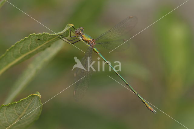 Green Emerald Damselfly (Lestes viridis)