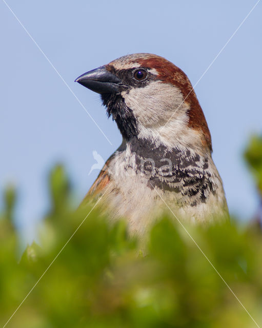 Huismus (Passer domesticus)