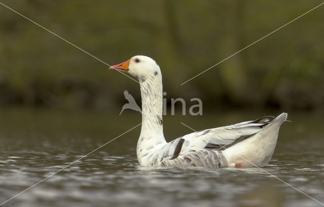 Hybride Grauwe Gans x Zwaangans (Anser anser x Anser cygnoides)