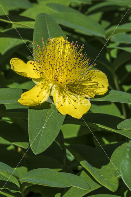 Aaron's beard (Hypericum calycinum)