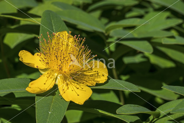 Aaron's beard (Hypericum calycinum)