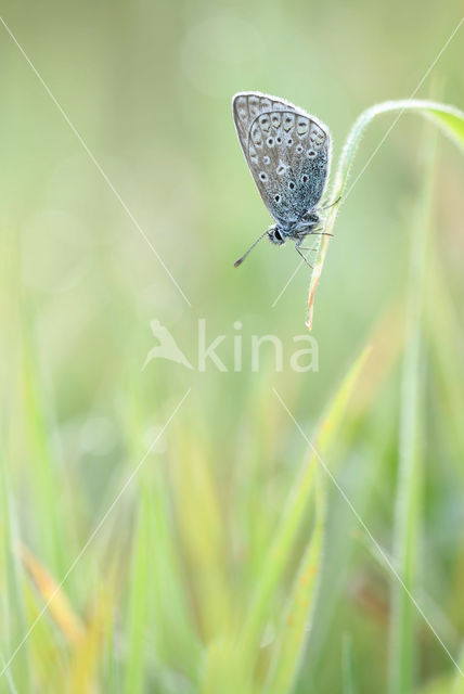 Common Blue (Polyommatus icarus)