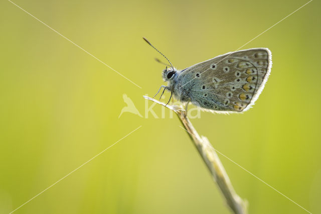 Common Blue (Polyommatus icarus)