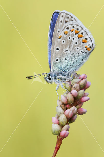 Common Blue (Polyommatus icarus)