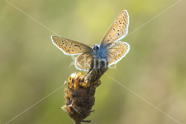 Common Blue (Polyommatus icarus)