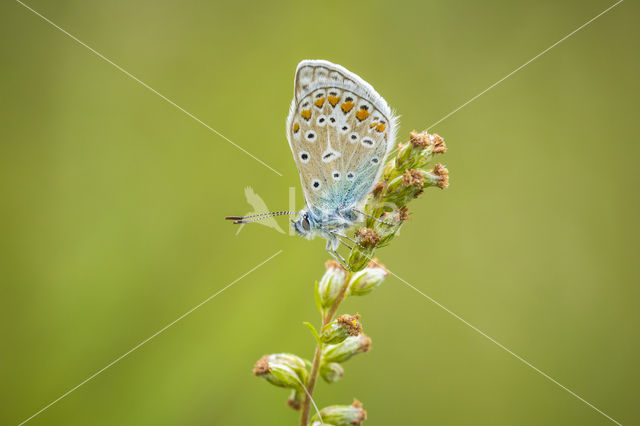 Common Blue (Polyommatus icarus)