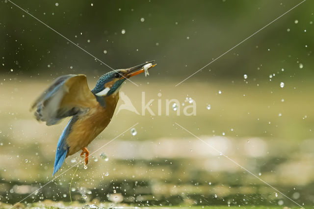 Kingfisher (Alcedo atthis)