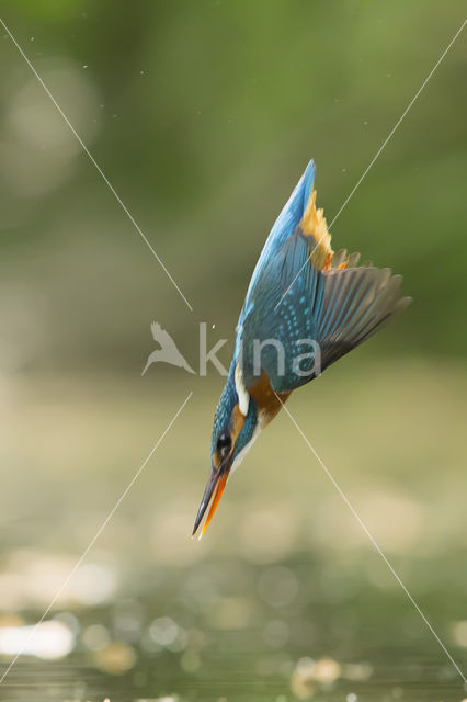 IJsvogel (Alcedo atthis)