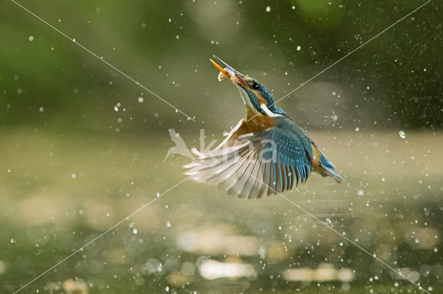 IJsvogel (Alcedo atthis)