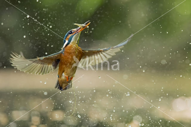 Kingfisher (Alcedo atthis)