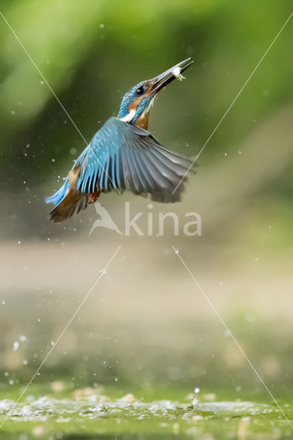 IJsvogel (Alcedo atthis)