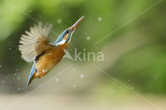 Kingfisher (Alcedo atthis)