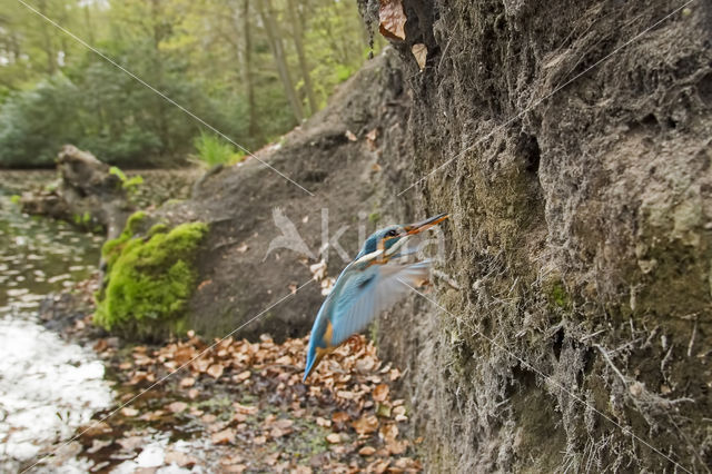 IJsvogel (Alcedo atthis)