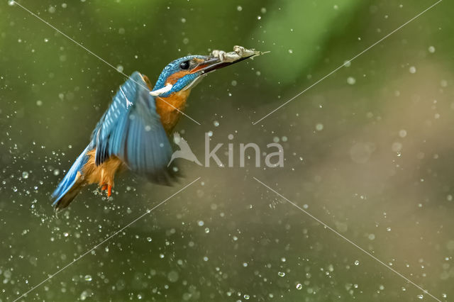 Kingfisher (Alcedo atthis)