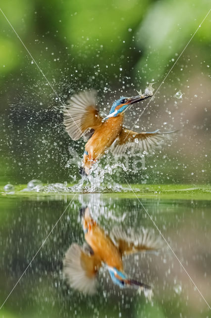 IJsvogel (Alcedo atthis)