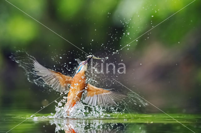Kingfisher (Alcedo atthis)