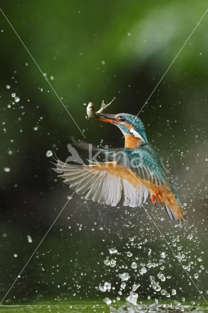 Kingfisher (Alcedo atthis)