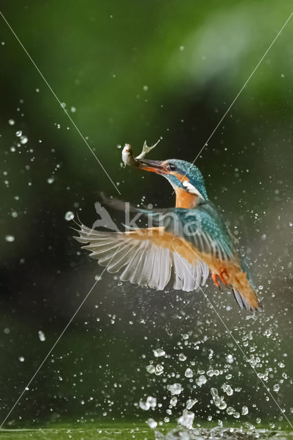 IJsvogel (Alcedo atthis)