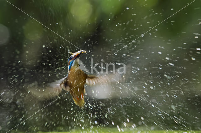 Kingfisher (Alcedo atthis)