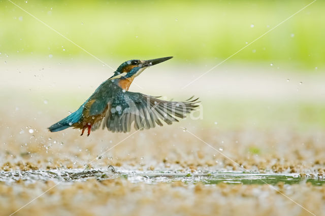 Kingfisher (Alcedo atthis)