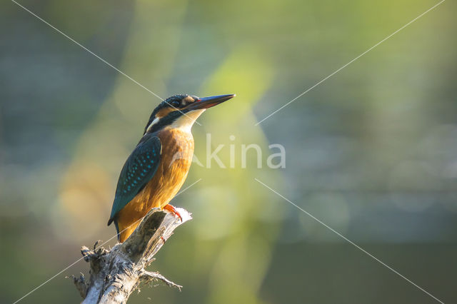 IJsvogel (Alcedo atthis)