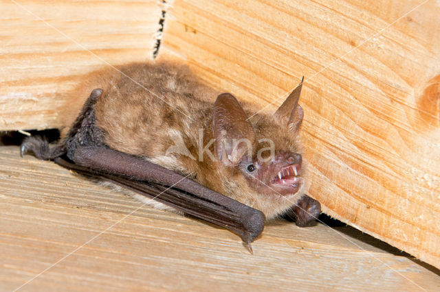 Geoffroy's Bat (Myotis emarginatus)