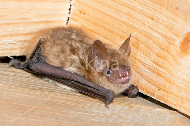 Ingekorven vleermuis (Myotis emarginatus)