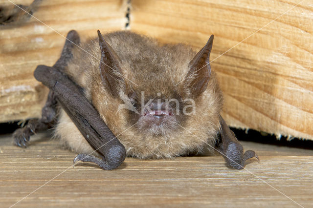 Geoffroy's Bat (Myotis emarginatus)