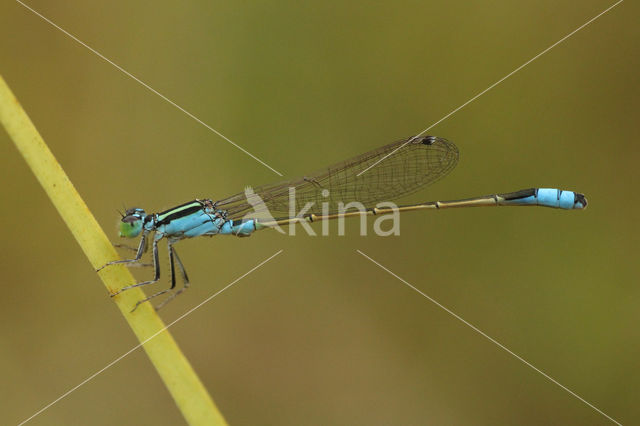 Ischnura fluviatilis