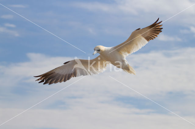 Northern Gannet (Morus bassanus)