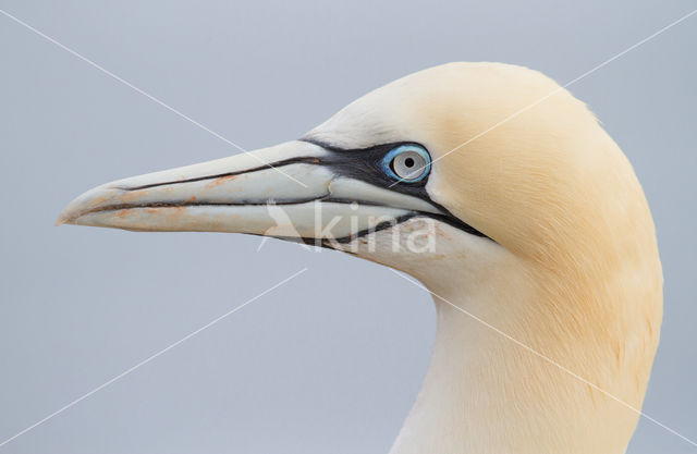 Northern Gannet (Morus bassanus)