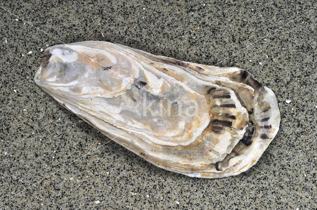 Japanese Oyster (Crassostrea gigas)