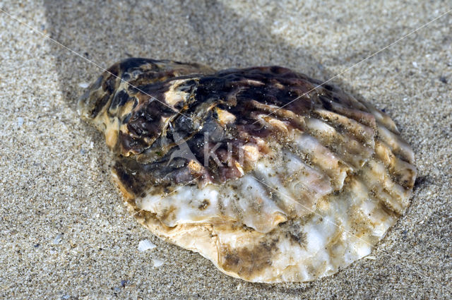 Japanse oester (Crassostrea gigas)