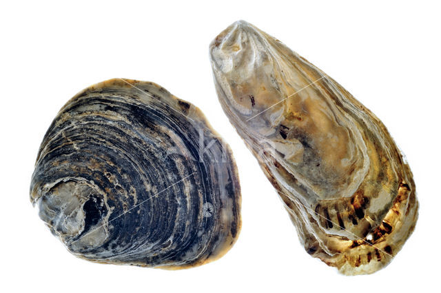 Japanese Oyster (Crassostrea gigas)