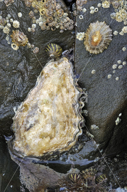 Japanse oester (Crassostrea gigas)