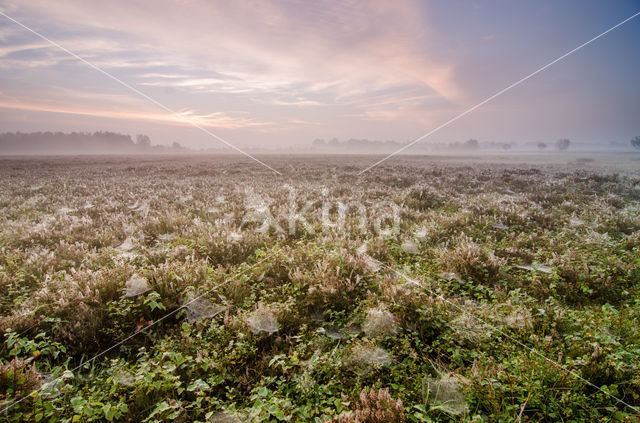 Jilt Dijksheide