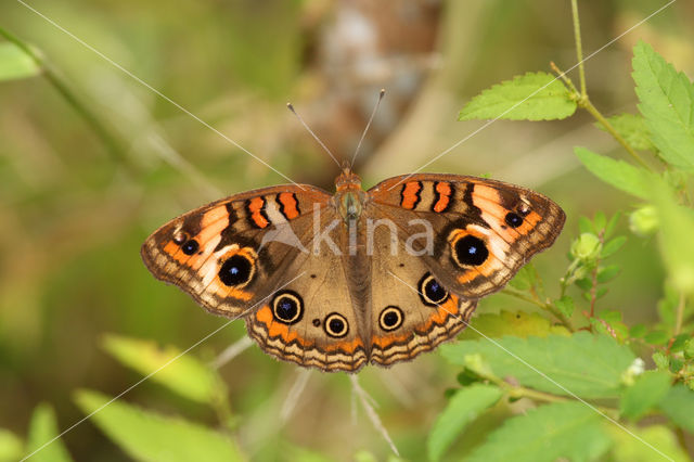 West Indian Buckeye (Junonia evarete)