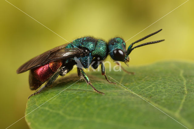 gold wasp (Hedychrum nobile)