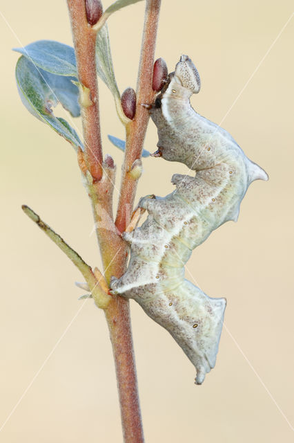 Pebble Prominent (Notodonta ziczac)