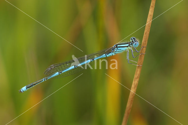 Damselfly (Erythromma lindenii)