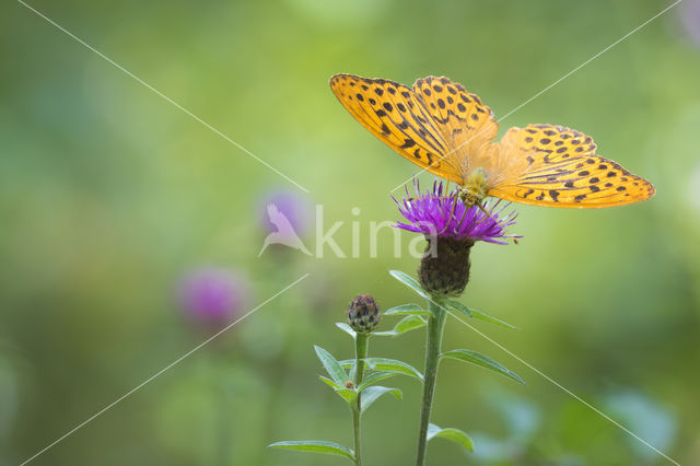 Silver-washed Fritillary (Argynnis paphia)