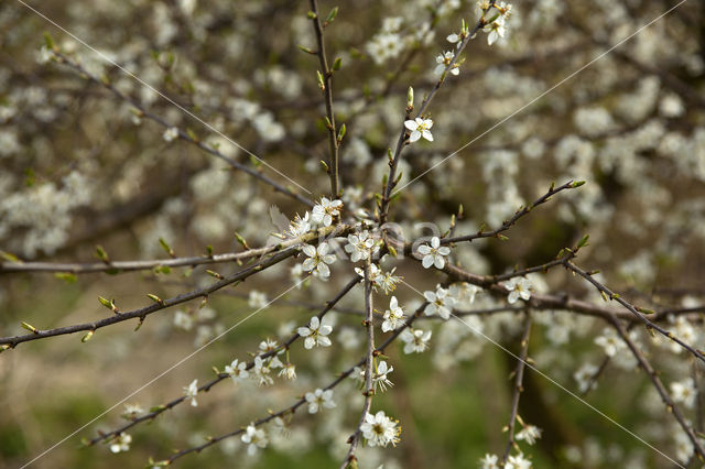 Kerspruim (Prunus cerasifera)