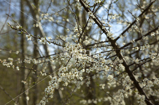 Kerspruim (Prunus cerasifera)